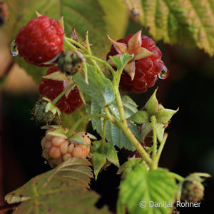Rubus (Himbeere)'Autumn Bliss'