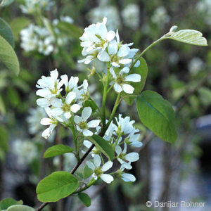 Amelanchier rotundifolia