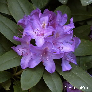 Rhododendron (Catawbiense-Gruppe)'Catawbiense Boursault'