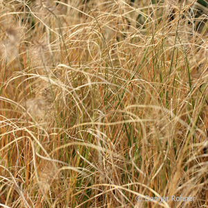 Pennisetum alopecuroides'Little Bunny'