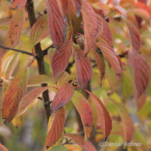 Viburnum bodnantense (x)'Dawn'