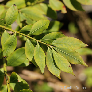 Euonymus alatus 4 Euonymus alatus