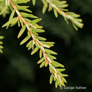 Tsuga canadensis