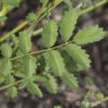 Sanguisorba minor