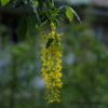 Laburnum watereri (x)'Vossii'