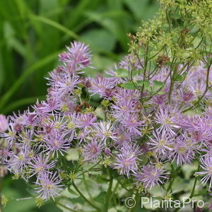 Thalictrum aquilegifolium