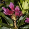 Rhododendron ferrugineum