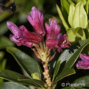 Rhododendron ferrugineum