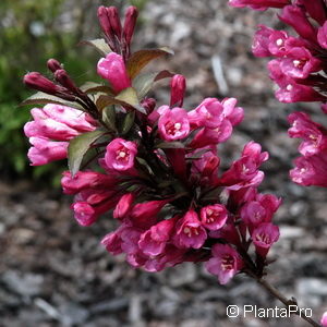 Weigela florida'Victoria'