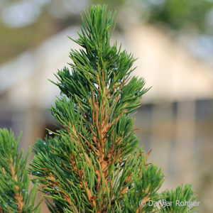 Picea glauca'Conica'