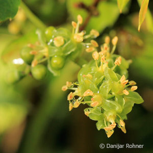 Parthenocissus tricuspidata'Veitchi echte'