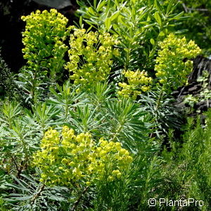 Euphorbia characiasssp. wulfenii