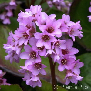 Bergenia'Abendglut'