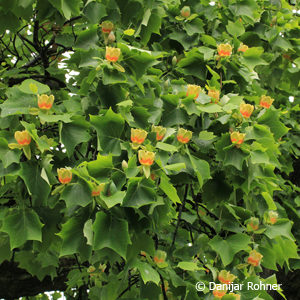 Liriodendron tulipifera