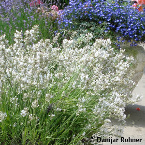 Lavandula angustifolia'Alba'