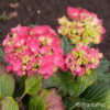 Hydrangea macrophyllaTeller rosa