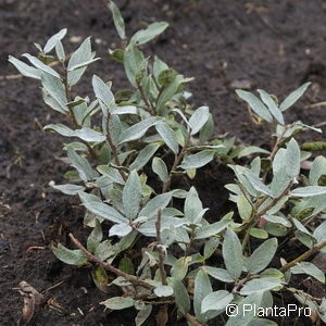 Salix lanata