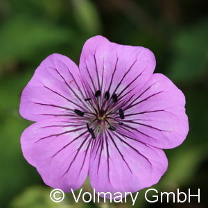 Geranium'Pink Penny'