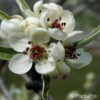 Pyrus salicifolia'Pendula'