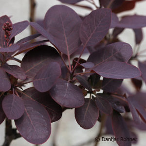 Cotinus coggygria'Royal Purple'