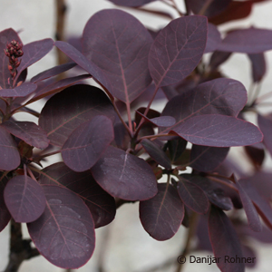 Cotinus coggygria'Royal Purple' 3 Cotinus coggygria'Royal Purple'