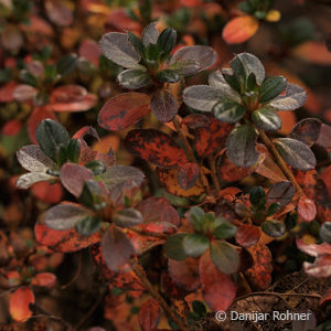 Rhododendron (Japanische Azalee)'Kermesina'