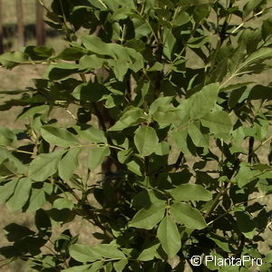 Fraxinus ornus