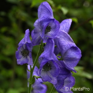 Aconitum carmichaelii'Arendsii'