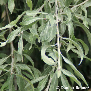 Pyrus salicifolia'Pendula'
