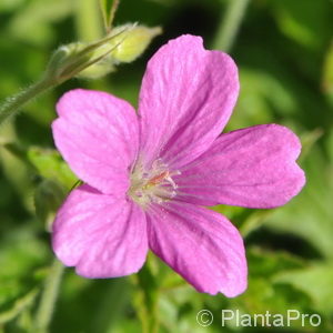 Geranium endressii'Wargrave Pink'