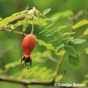 Wildrose Rosa moyesii