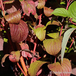 Cornus alba'Sibirica'