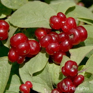 Lonicera xylosteoides (x)'Clavey's Dwarf'