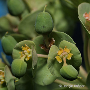 Euphorbia myrsinites