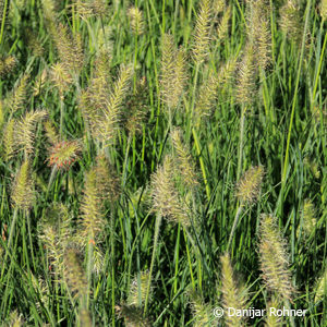 Pennisetum alopecuroides'Little Bunny'