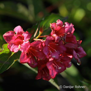 Weigela'Bristol Ruby'