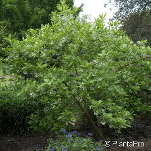 Chionanthus virginicus