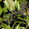Hedera colchica'Arborescens'