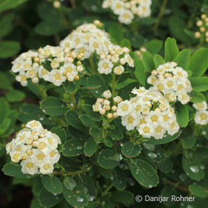 Spiraea nipponica'Snowmound'