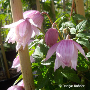 Clematis alpina'Pink Flamingo'