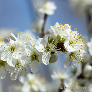 Prunus spinosa