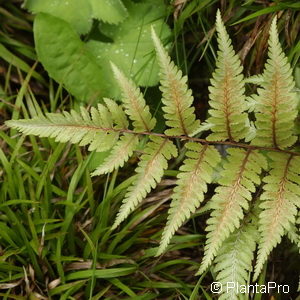 Athyrium niponicum'Metallicum'