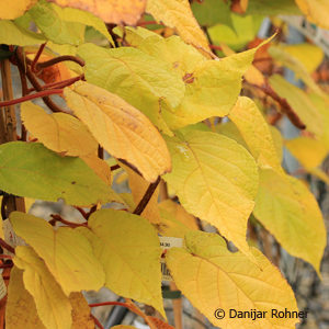 Actinidia deliciosamännlich