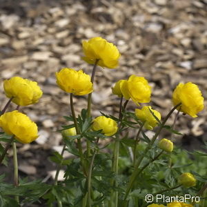 Trollius'Earliest of All'