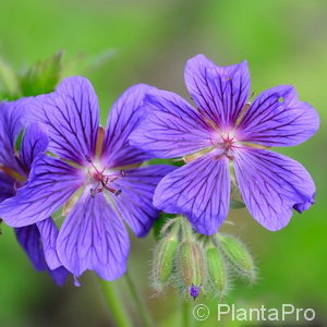 Geranium magnificum (x)