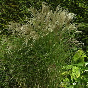 Miscanthus sinensis'Kleine Fontäne'