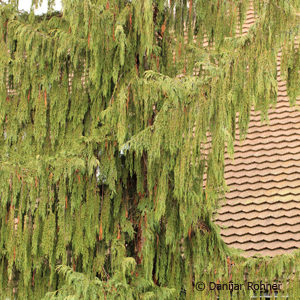 Chamaecyparis nootkatensis'Pendula'