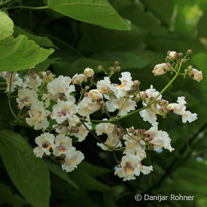 Catalpa bignonioides