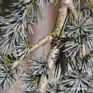 Cedrus libani'Glauca'