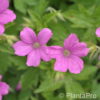 Geranium endressii'Rosenlicht'